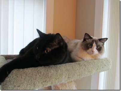 Sebastian pretends not to like the kitten, but I know the truth.