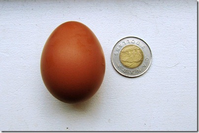 todayegg