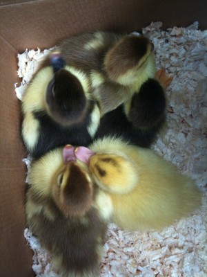Day-old Muscovy ducklings