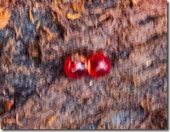 nc3